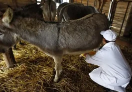 ಕತ್ತೆಗಳ ಹಾಲನ್ನು ಸಾವಿರಾರು ವರ್ಷಗಳಿಂದ ಬಳಸಲಾಗುತ್ತಿದೆ