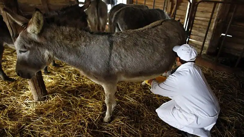 ಕತ್ತೆಗಳ ಹಾಲನ್ನು ಸಾವಿರಾರು ವರ್ಷಗಳಿಂದ ಬಳಸಲಾಗುತ್ತಿದೆ 1 ಕತ್ತೆಗಳ ಹಾಲನ್ನು ಸಾವಿರಾರು ವರ್ಷಗಳಿಂದ ಬಳಸಲಾಗುತ್ತಿದೆ