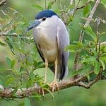 ಕರ್ನಾಟಕದ ಪ್ರಸಿದ್ದ ಪಕ್ಷಿ ವೀಕ್ಷಣಾ ತಾಣಗಳು 27 ಪ್ರಸಿದ್ದ ಪಕ್ಷಿ ವೀಕ್ಷಣಾ ತಾಣಗಳು