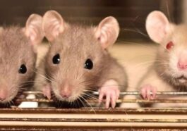 ಇಲಿಗಳಲ್ಲಿ ಅದೆಷ್ಟು ಪ್ರಬೇಧಗಳು ಇವೆ ಗೊತ್ತಾ?