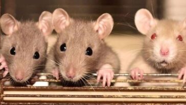 ಇಲಿಗಳಲ್ಲಿ ಅದೆಷ್ಟು ಪ್ರಬೇಧಗಳು ಇವೆ ಗೊತ್ತಾ?