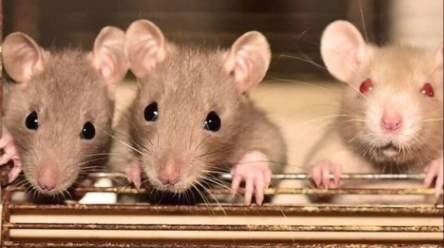 ಇಲಿಗಳಲ್ಲಿ ಅದೆಷ್ಟು ಪ್ರಬೇಧಗಳು ಇವೆ ಗೊತ್ತಾ?