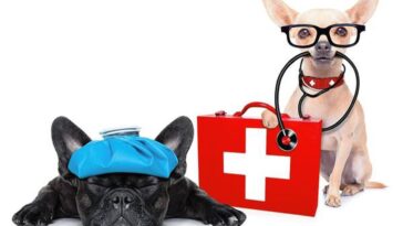 ಸಾಕು ಪ್ರಾಣಿಗಳಿಗೂ ವಿಮೆ