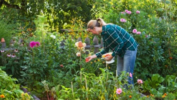 ಮನೆ ಸುತ್ತ ಮುತ್ತ ಈ ಗಿಡಗಳನ್ನು ನೆಟ್ಟರೆ, ಸಣ್ಣ ಸಣ್ಣ ಕೀಟಗಳಿಂದ ಮುಕ್ತಿ ಪಡೆಯಬಹುದು