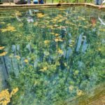 ಗುಳಿ ಗುಳಿ ಶಂಕರ ದೇವಾಲಯ: ಇಲ್ಲಿ ಚಪ್ಪಾಳೆ ತಟ್ಟಿದ್ದಲ್ಲಿ ನೀರಿನ ಗುಳ್ಳೆಗಳು ಗುಳಿ ಗುಳಿ ಎಂದು ಮೇಲೆ ಬರುವವು 27 ಗುಳಿ ಗುಳಿ ಶಂಕರ ದೇವಾಲಯ