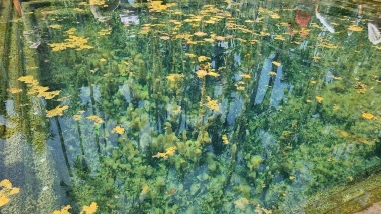 ಗುಳಿ ಗುಳಿ ಶಂಕರ ದೇವಾಲಯ