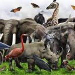 ಮಾರ್ಚ್ 3ರಂದು, "ವಿಶ್ವ ವನ್ಯಜೀವಿ" ದಿನವನ್ನು ಆಚರಿಸಲಾಗುತ್ತದೆ 26 ವಿಶ್ವ ವನ್ಯಜೀವಿ ದಿನ