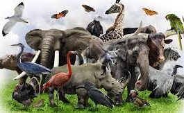 ವಿಶ್ವ ವನ್ಯಜೀವಿ ದಿನ