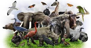 ಮಾರ್ಚ್ 3ರಂದು, "ವಿಶ್ವ ವನ್ಯಜೀವಿ" ದಿನವನ್ನು ಆಚರಿಸಲಾಗುತ್ತದೆ 1 ವಿಶ್ವ ವನ್ಯಜೀವಿ ದಿನ