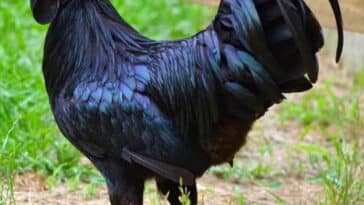 ಕಡಕ್ನಾಥ್ ಕೋಳಿ