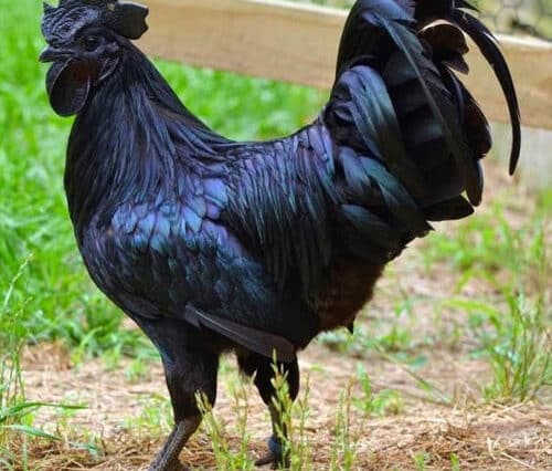 ಕಡಕ್ನಾಥ್ ಕೋಳಿ